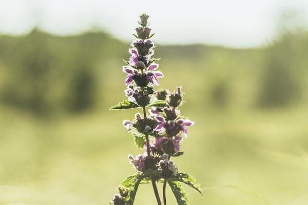 太平保险的百万医疗
