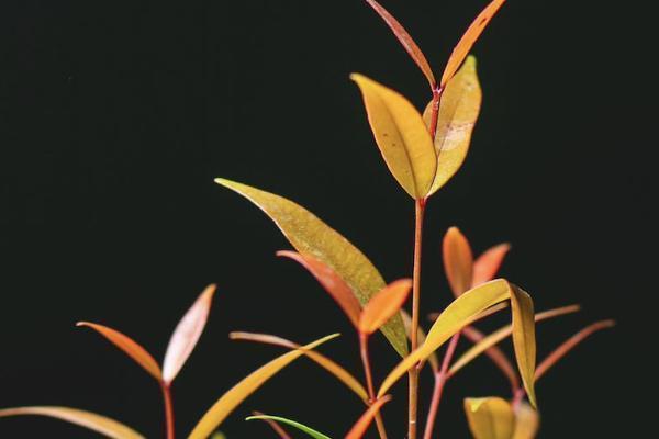 泰康年金险保底利率是多少？有哪些优点？