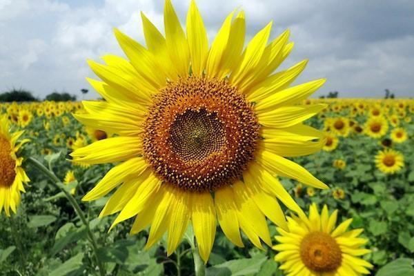 阳光人寿擎天柱7号定期寿险怎么样？保障有哪些