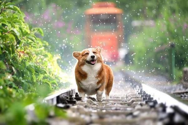 儿童意外险狂犬疫苗怎么报销，可以报多少钱