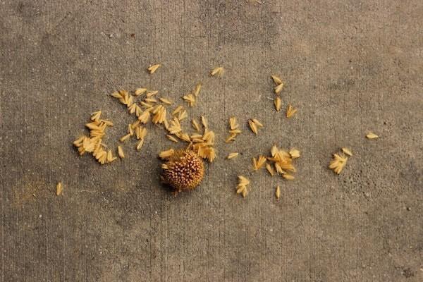 重疾险最高赔付多少钱，投保多家保险公司重疾险怎么赔