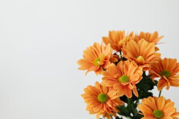 天安吉祥树终身重大疾病保险有哪些保障，可靠吗