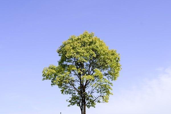 阳光保险重疾险可靠吗，怎么样