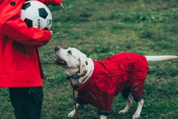 人寿意外险狂犬疫苗怎么报销，报销吗