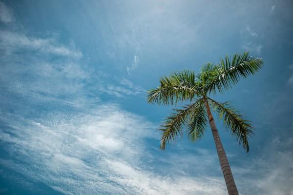太平洋金佑人生2017b款想退保怎么退呢，能退多少