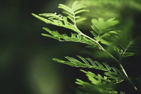 泰康在线保险退保能退多少钱，流程是什么
