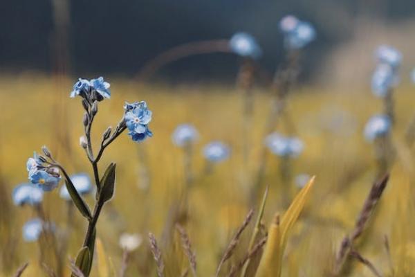 君龙臻爱无忧医疗保险有哪些投保规则，的承保公司怎么样