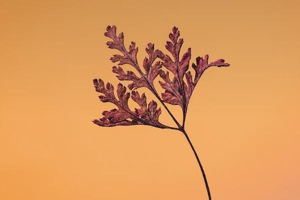 太平e养添年养老年金保险保障什么，有哪些投保规则