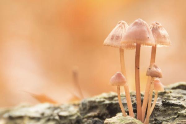 重疾险一次性赔付之后还享受保险吗，多少钱
