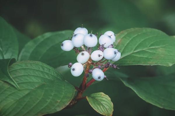 严重疾病保险怎么赔付，理赔范围是什么