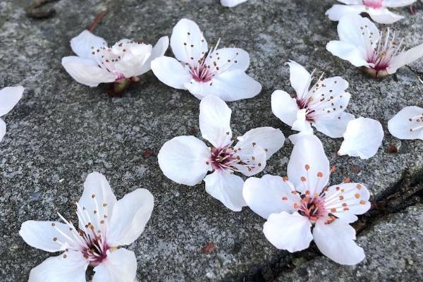 退保险需要哪些人去