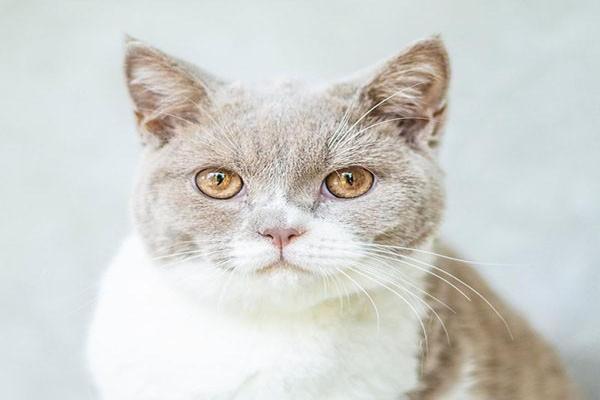 平安e生保续保版买了可以退保吗