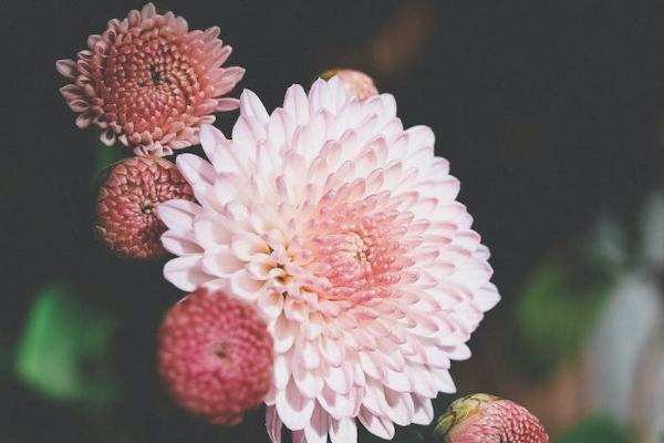 保险退保会把合同收走吗