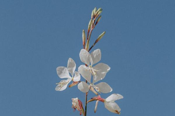 买香港保险有哪些方式，国人能买香港保险吗