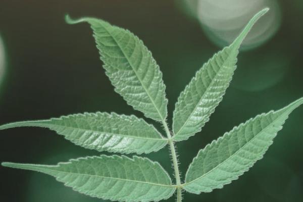 医疗保险一定要交吗，在哪里交