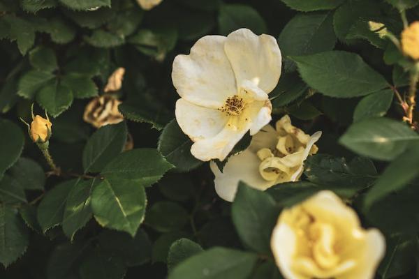 平安保险停消了可以退保吗
