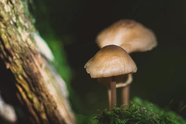 平安保险买了一个月可以退吗