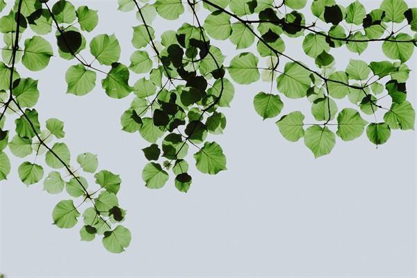 中国人寿保险一年交多少