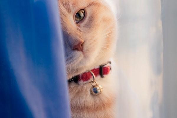 被猫咬了意外险可以报销吗?