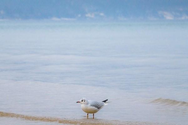 养老保险人死后子女可以继承吗，没到六十岁死了退款吗