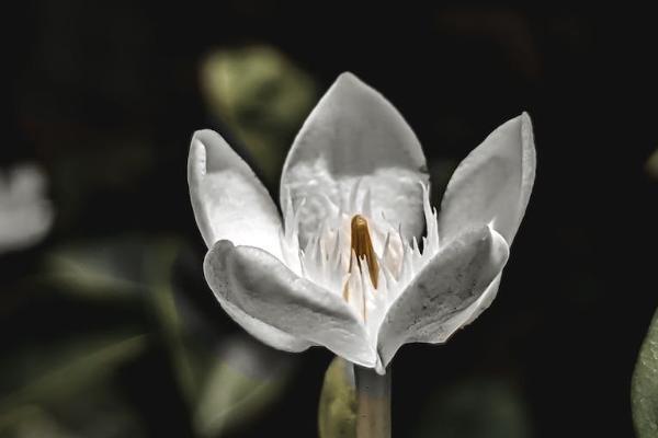 友邦保险必须在香港买吗