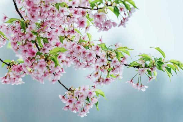 退众安保险需要什么材料，怎么能退众安保险