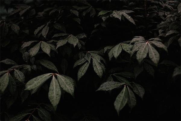 买重疾保险哪个公司最好