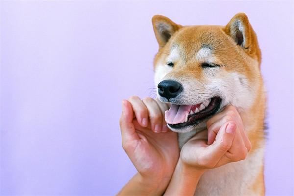 商业保险退保流程是什么，比例是多少