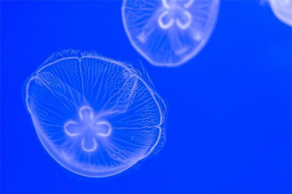 平安保险退保可以退回多少