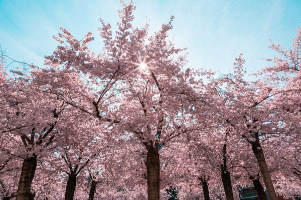 昆仑重疾险怎么退保 昆仑重疾险怎么退保