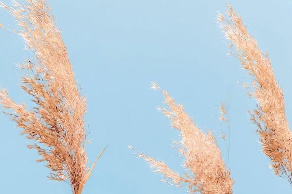 阳光保险微信退保流程