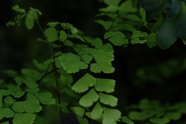 保障终身的重疾险买几年退划算