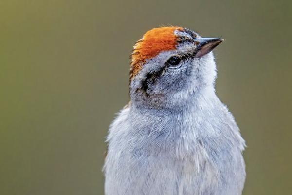 为什么摩托车交强险必须买意外险 为什么摩托车交强险必须买意外险