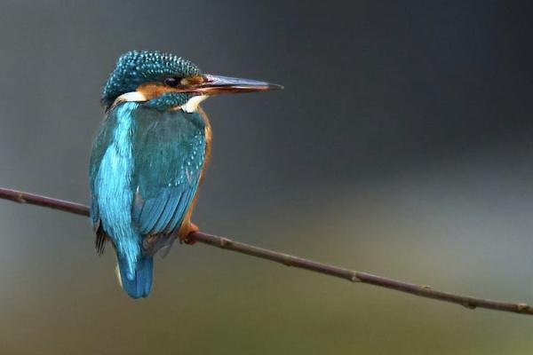 半月板损伤可以报意外险吗 半月板损伤可以报意外险吗