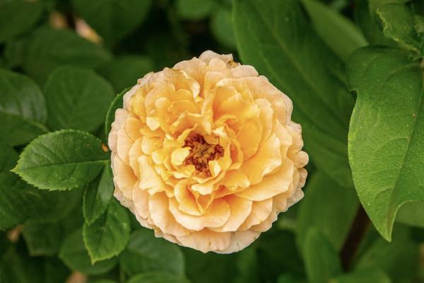 意外险买两份冲突吗 意外险买两份冲突吗