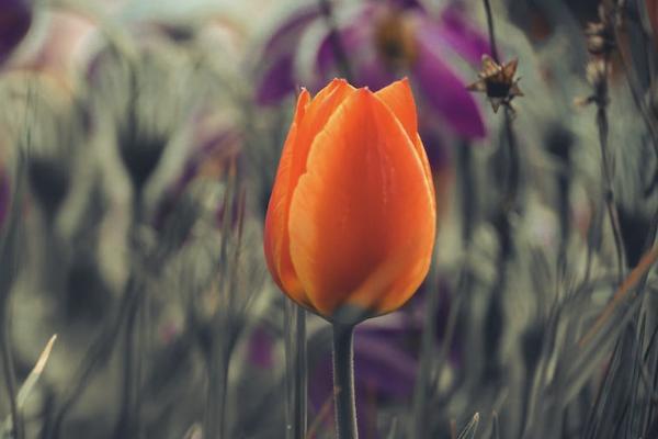 意外保险和养老保险一样吗 意外保险和养老保险一样吗