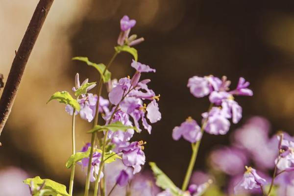 返还型保险能够退保吗 返还型保险能够退保吗