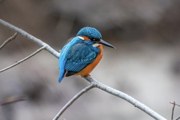 个体户如何给员工买意外险 个体户如何给员工买意外险