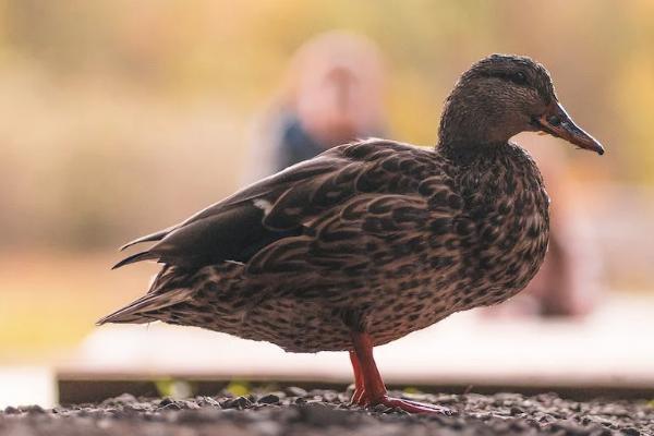 老人在香港买哪种保险 老人在香港买哪种保险