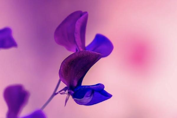 蓝医保终身防癌险 蓝医保终身防癌险