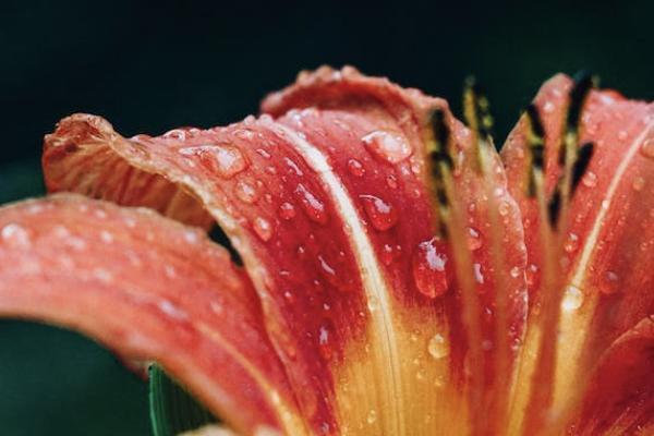 意外保险管狗咬吗 意外保险管狗咬吗