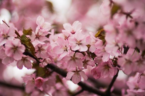 平安鑫利如何申请退保