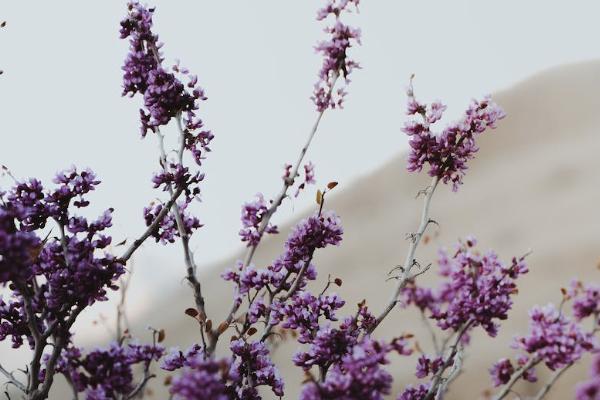 中国人寿大病保险可以退保吗