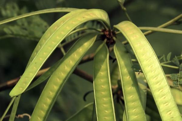 被保险人想退保怎么办