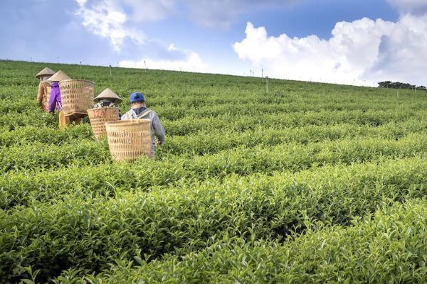 金佑人生终身寿险分红型a款2014退保 金佑人生终身寿险分红型a款2014退保